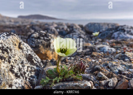 Svalbard Mohn/Polar Mohn (Papaver dahlianum) in Blume auf der arktischen Tundra, Spitzbergen/Svalbard, Norwegen Stockfoto