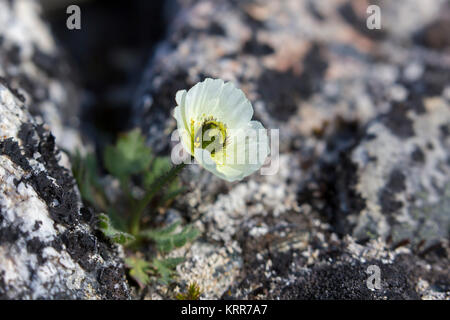 Svalbard Mohn/Polar Mohn (Papaver dahlianum) in Blume auf der arktischen Tundra, Spitzbergen/Svalbard, Norwegen Stockfoto