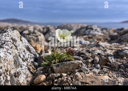 Svalbard Mohn/Polar Mohn (Papaver dahlianum) in Blume auf der arktischen Tundra, Spitzbergen/Svalbard, Norwegen Stockfoto