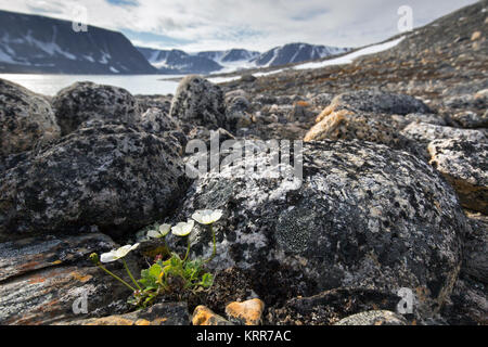 Svalbard Mohn/Polar Mohn (Papaver dahlianum) in Blume auf der arktischen Tundra, Spitzbergen/Svalbard, Norwegen Stockfoto