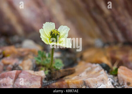 Svalbard Mohn/Polar Mohn (Papaver dahlianum) in Blume auf der arktischen Tundra, Spitzbergen/Svalbard, Norwegen Stockfoto