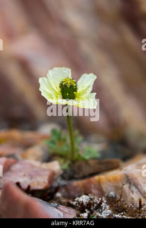 Svalbard Mohn/Polar Mohn (Papaver dahlianum) in Blume auf der arktischen Tundra, Spitzbergen/Svalbard, Norwegen Stockfoto