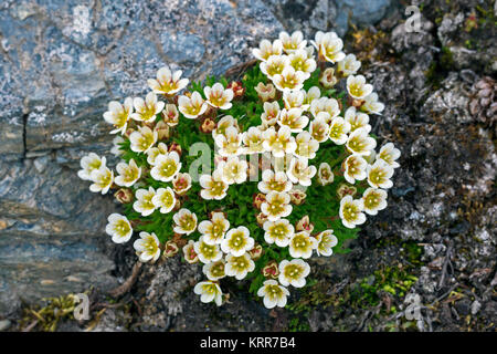 Getuftete alpine/getuftete Steinbrech Steinbrech (Saxifraga cespitosa) in Blume auf der arktischen Tundra Stockfoto