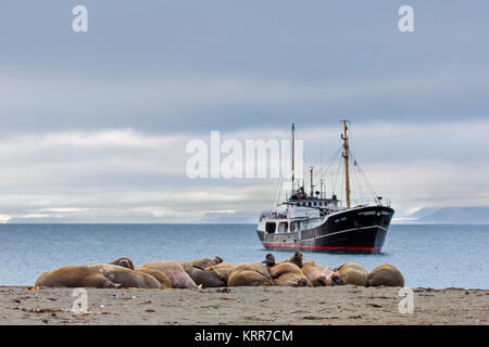 Gruppe der Walrosse (Odobenus rosmarus) ruht auf Strand bei Phippsøya in Sjuøyane, Inselgruppe nördlich von Nordaustlandet, Svalbard, Norwegen Stockfoto