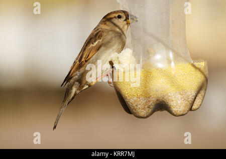 Im City Park. Spatz sitzt auf einem Bird Feeder und frisst die Hirse. Stockfoto