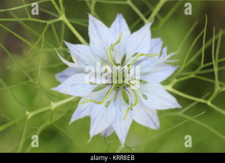 Nigella damascena 'Persischen Juwelen"-Reihe, die Blüte im Garten Grenze Stockfoto