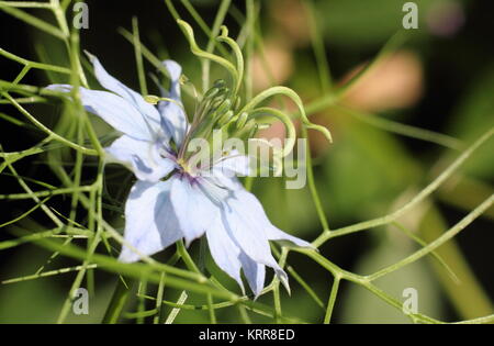 Nigella damascena 'Persischen Juwelen"-Reihe, die Blüte im Garten Grenze Stockfoto