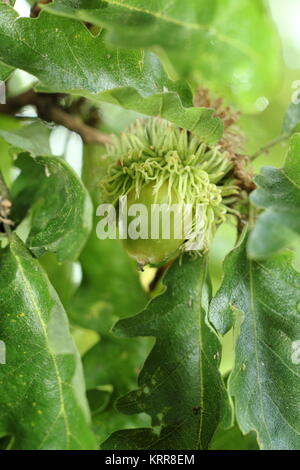 Türkei Eiche (Quercus cerris), Laub Anzeige und Entwicklung von Obst im Sommer (Juli), UK Stockfoto