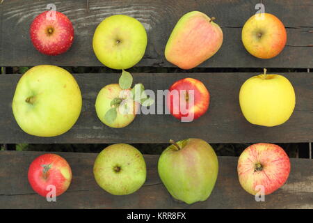 Britische Apfelsorten (Malus Domestica) auf einer Kiste in einem englischen Obstgarten im Spätsommer (Oktober), UK. Stockfoto