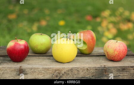 Britische Apfelsorten auf einer Kiste in einem englischen Orchard (L-R: Malus Domestica Saturn, Edward VII Greensleeves, Jagd Haus, Helmsley Markt) Stockfoto