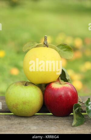 Britische Apfelsorten (Malus Domestica) auf einer Kiste in einem englischen Obstgarten im Oktober, UK. (L-R-Malus 'Edward VII', Greensleeves, Helmsley Markt). Stockfoto