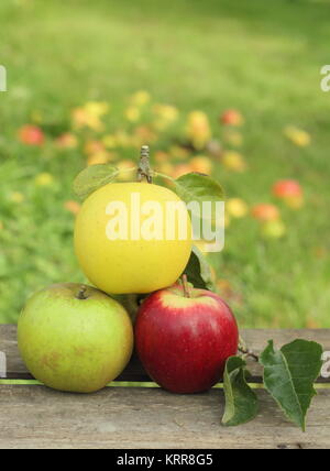 Britische Apfelsorten (Malus Domestica) auf einer Kiste in einem englischen Obstgarten im Oktober, UK. (L-R-Malus 'Edward VII', Greensleeves, Helmsley Markt). Stockfoto