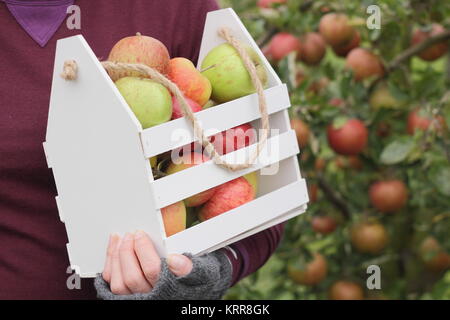 Reif Erbe Apfelsorten werden in einer dekorativen Kiste in einem englischen Obstgarten im frühen Herbst (Oktober) geerntet, von einer Frau, Großbritannien Stockfoto