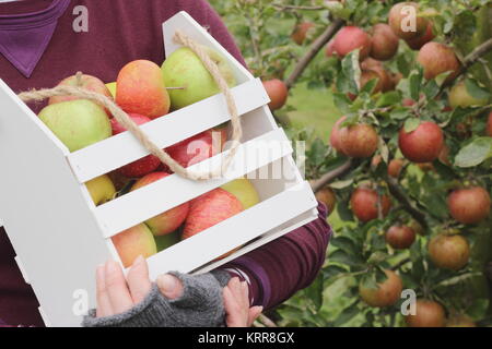 Reif Erbe Apfelsorten werden in einer dekorativen Kiste in einem englischen Obstgarten im frühen Herbst (Oktober) geerntet, von einer Frau, Großbritannien Stockfoto