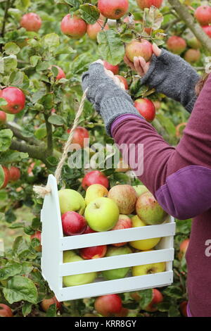 Reif Erbe Apfelsorten werden in einer dekorativen Kiste in einem englischen Obstgarten im frühen Herbst (Oktober) geerntet, von einer Frau, Großbritannien Stockfoto