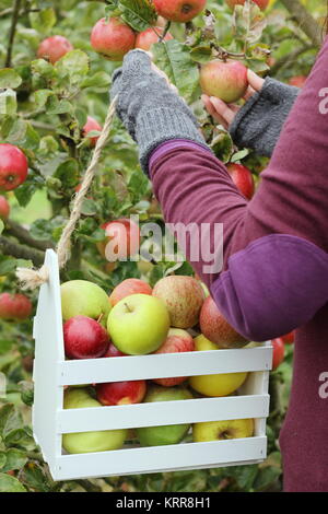 Reif Erbstück Apfelsorten werden in einer dekorativen Kiste in einem englischen Obstgarten im frühen Herbst (Oktober) geerntet, von einer Frau, Großbritannien Stockfoto