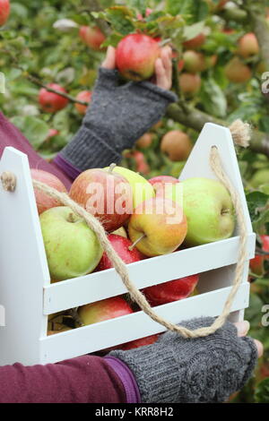 Reif Erbe Apfelsorten werden in einer dekorativen Kiste in einem englischen Obstgarten im frühen Herbst (Oktober) geerntet, von einer Frau, Großbritannien Stockfoto