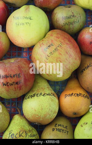 Malus Domestica und Pyrus Communis. Apfel- und Birnensorten im Herbst angezeigt, Großbritannien Stockfoto