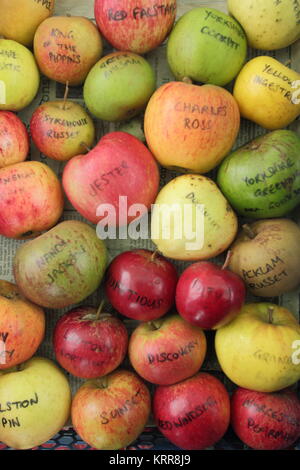 Malus Domestica. Englisch Apfelsorten Anzeige im Herbst, Großbritannien Stockfoto