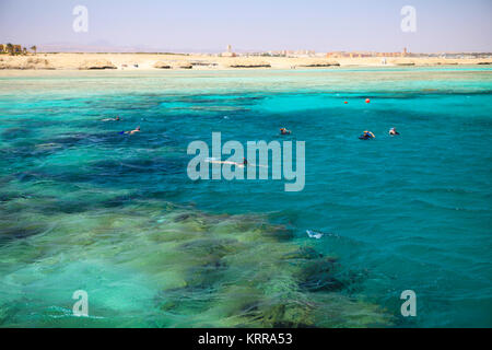 Wunderschönes Coral Reef in Marsa Alam, Ägypten Stockfoto