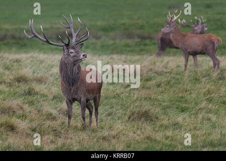 Ein Rotwild Hirsch stehend auf dem Gras auf der Suche nach Mates mit zwei weiteren im Hintergrund Stockfoto
