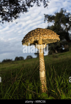 Big Pilz in einer Weide fotografiert. Genießbare ausgezeichnet, ein sehr beliebter Pilz. Stockfoto