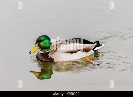 Die Stockente oder wilde Enten (Anas platyrhynchos). Wahrscheinlich die beste aller Enten bekannt. Stockfoto