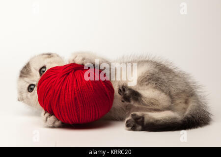 Lustige Katze mit Ball von Garn auf weißem Hintergrund. Stockfoto