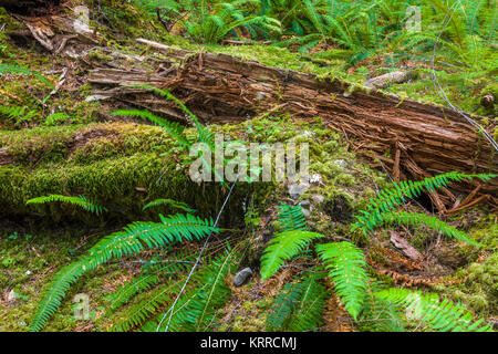 Alte Olivenhaine Naturlehrpfad obwohl alten Wachstum Wald in den Sol Duc Abschnitt der Olympic National Park, Washington, United States Stockfoto