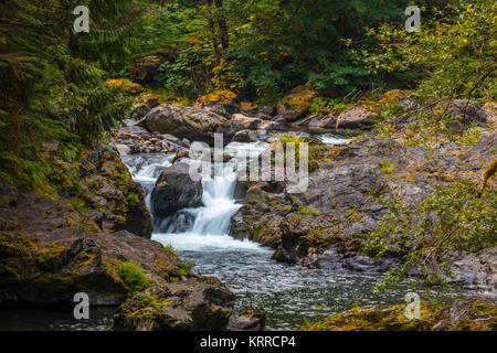 Lachs Kaskaden in den Sol Duc Abschnitt der Olympic National Park, Washington, United States Stockfoto