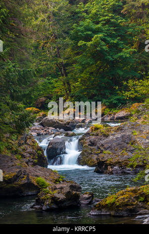 Lachs Kaskaden in den Sol Duc Abschnitt der Olympic National Park, Washington, United States Stockfoto