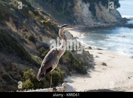 Blue Heron mit Blick auf kleine Corona Beach in Newport Beach Kalifornien an einem sonnigen Tag Stockfoto