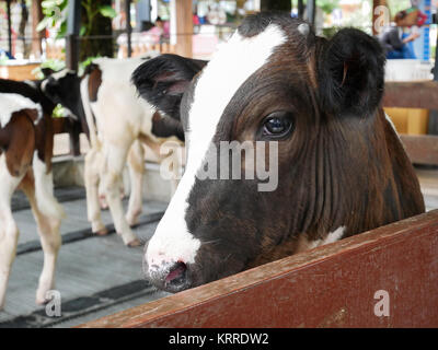 Braune und weiße Kühe auf dem Bauernhof aus Thailand Stockfoto