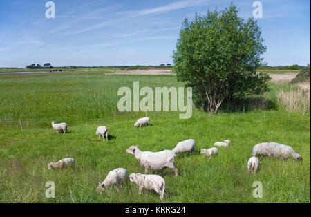 Schafe auf dem Feld, in der Nähe des Dorfes Kloster, Insel Hiddensee, Mecklenburg-Vorpommern, Ostsee, Deutschland, Europa Stockfoto