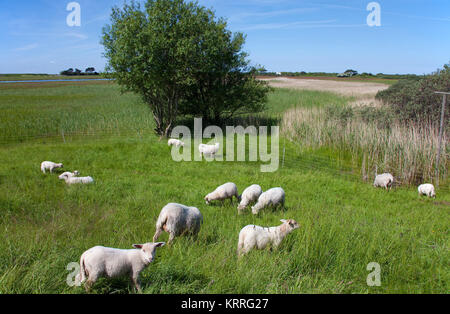 Schafe auf dem Feld, in der Nähe des Dorfes Kloster, Insel Hiddensee, Mecklenburg-Vorpommern, Ostsee, Deutschland, Europa Stockfoto