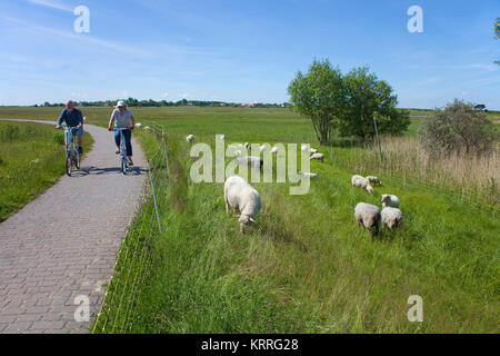 Radfahrer, die Schafe auf dem Feld, in der Nähe des Dorfes Kloster, Insel Hiddensee, Mecklenburg-Vorpommern, Ostsee, Deutschland, Europa Stockfoto