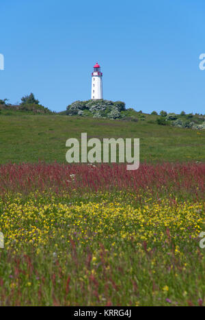 Blühende Wiese und Leuchtturm Dornbusch auf Schluckwiekberg, Wahrzeichen der Insel Hiddensee, Mecklenburg-Vorpommern, Ostsee, Deutschland, Europa Stockfoto