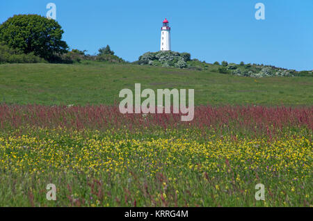 Blühende Wiese und Leuchtturm Dornbusch auf Schluckwiekberg, Wahrzeichen der Insel Hiddensee, Mecklenburg-Vorpommern, Ostsee, Deutschland, Europa Stockfoto