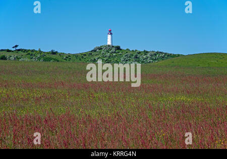 Blühende Wiese und Leuchtturm Dornbusch auf Schluckwiekberg, Wahrzeichen der Insel Hiddensee, Mecklenburg-Vorpommern, Ostsee, Deutschland, Europa Stockfoto