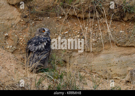 Uhu/Europäischer Uhu (Bubo bubo), jungen Vogel, versteckt auf einer Klippe Sims in einem Sandkasten, sieht zur Seite, Rückseite, Wildlife, Europa. Stockfoto