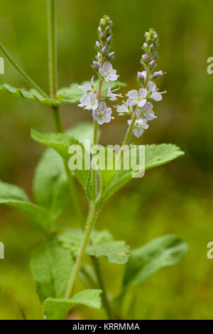 Veronica officinalis Stockfoto