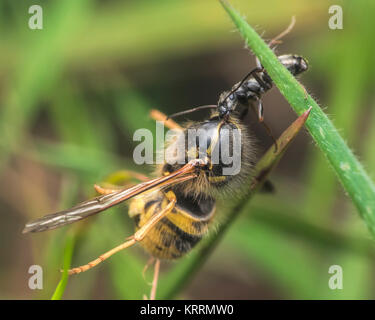 Ant (Formica lemani) Durchführung der kopflose Leiche von einer Wespe. Cahir, Tipperary, Irland. Stockfoto