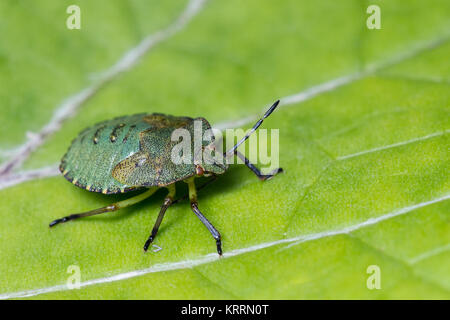 Gemeinsame Green Shieldbug Nymphe (Palomena prasina) ruht auf grünes Blatt im Wald Lebensraum. Goatenbridge, Tipperary, Irland. Stockfoto