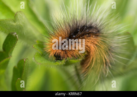 Garden Tiger Moth Caterpillar (arctia Caja) Fütterung auf ein Blatt. Cabragh Feuchtgebiete, Thurles, Tipperary, Irland. Stockfoto