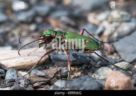 Green Tiger Beetle (Cicindela campestris) ruht auf einem Schotterweg in den Wald. Tipperary, Irland. Stockfoto