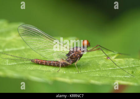 Mayfly (Baetis sp.) männlich auf Blatt in den Wald. Cahir, Tipperary, Irland. Stockfoto