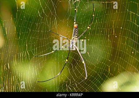 Northern Golden Orb Weaver Spider Stockfoto