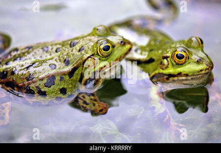 Teich Frösche in ihren Laichplätzen Stockfoto