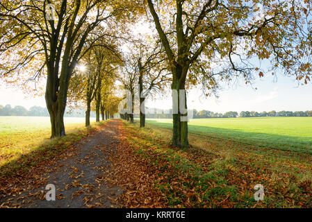 Sonnenstrahlen in einer Gasse mit Kastanien an einem schönen sonnigen Oktobertag im Herbst, Rheinland-Pfalz, Deutschland Stockfoto