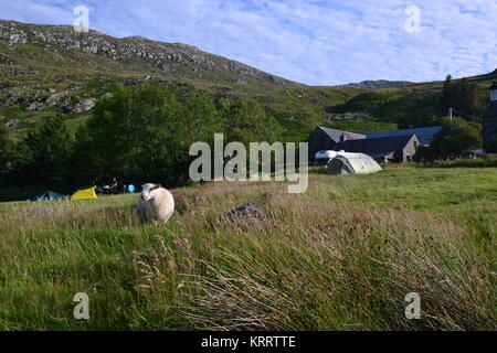 Schafe auf Campingplatz, mit Zelt und Wohnmobil im Hintergrund. Gwern Gof Usif Campingplatz am Fuße des Mount Tryfan, Snowdonia, Wales, Großbritannien Stockfoto